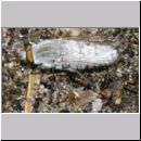 Acrosathe annulata - Stilettfliege m06.jpg